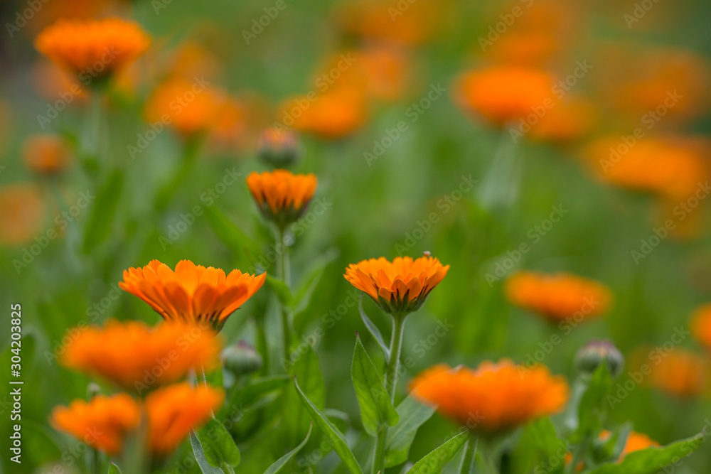 Bright summer background with growing flowers calendula, marigold.