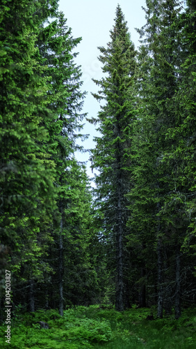 Tall trees in forest
