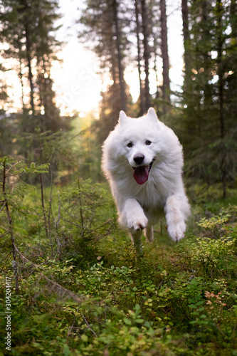 Samoyed running towards in forest at dawn