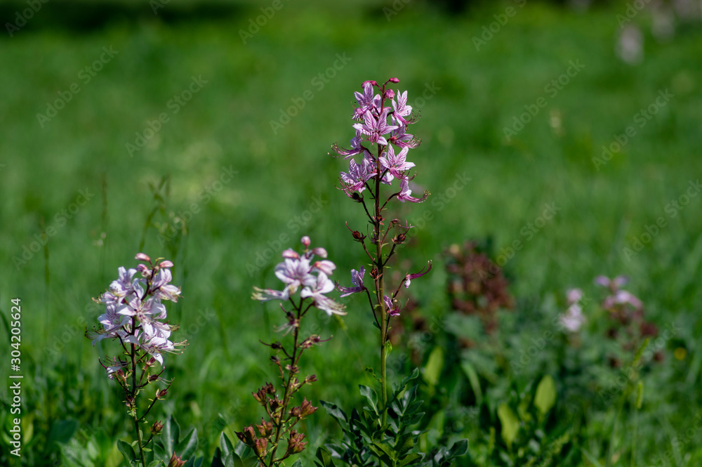 Dictamnus albus wild flowerin plant, beautiful white pink flowers in bloom Dictamnus albus wild flowerin plant, beautiful white pink flowers in bloom