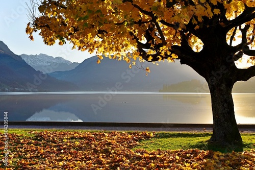 autumn landscape  photo