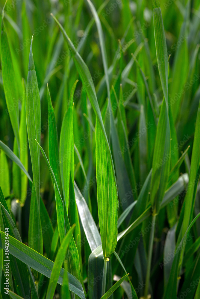 young green wheat, in the Ukrainian fields, the leader of the production of this culture young green wheat, in the Ukrainian fields, the leader of the production of this culture