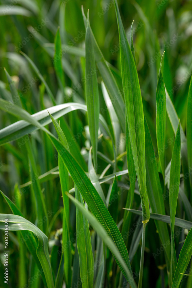 Obraz premium young green wheat, in the Ukrainian fields, the leader of the production of this culture