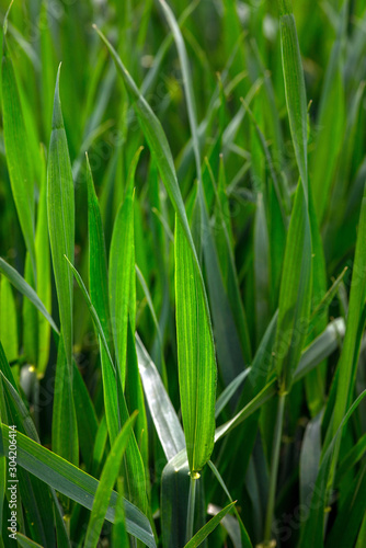 young green wheat, in the Ukrainian fields, the leader of the production of this culture