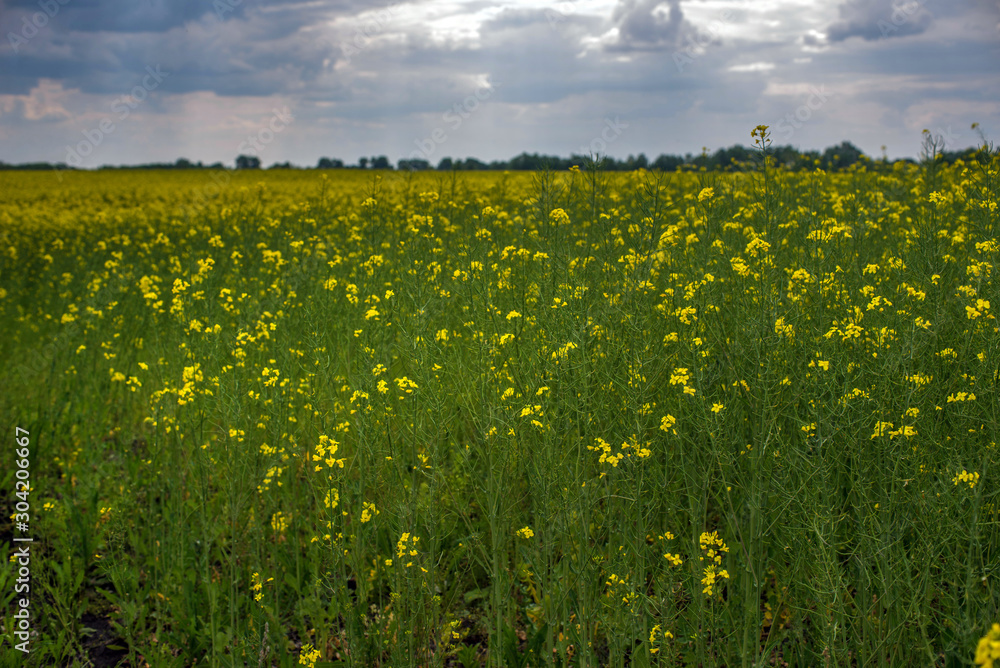 Obraz premium Flowering rapeseed canola or colza in the spring in the fields, the seeds of which are used in for green energy and oil industry, Ukraine is the leader in growing