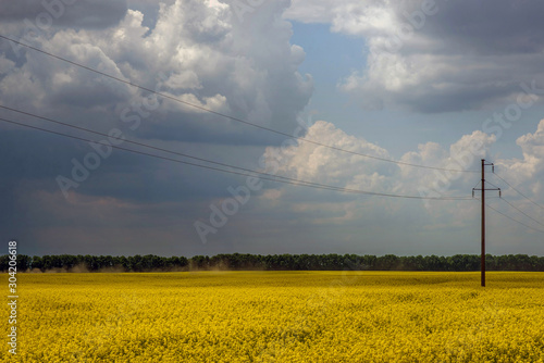 Flowering rapeseed canola or colza in the spring in the fields, the seeds of which are used in for green energy and oil industry, Ukraine is the leader in growing