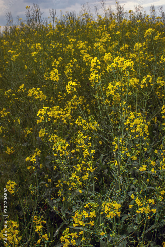 Obraz premium Flowering rapeseed canola or colza in the spring in the fields, the seeds of which are used in for green energy and oil industry, Ukraine is the leader in growing