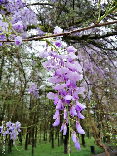 Wisteria sinensis photo