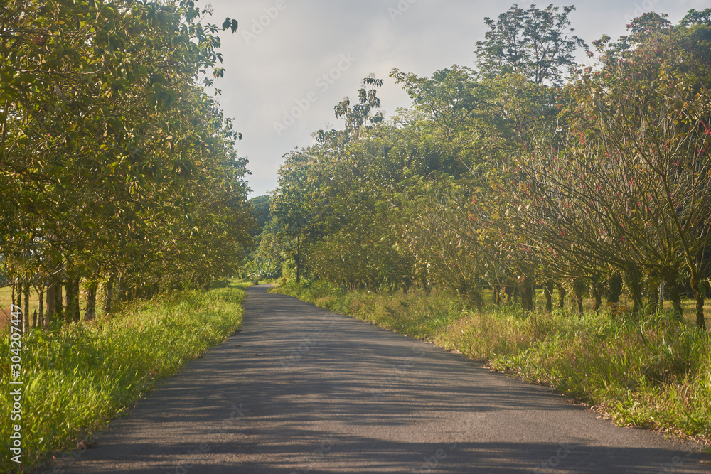 The road that goes to the La Pavona car park in Tortuguero, Costa Rica