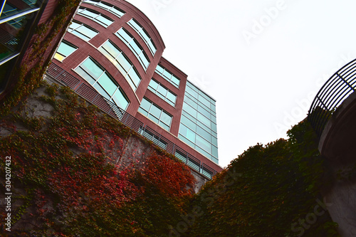 Vines On Building 
