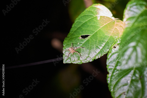 spider in the night of Tortuguero, Costa Rica