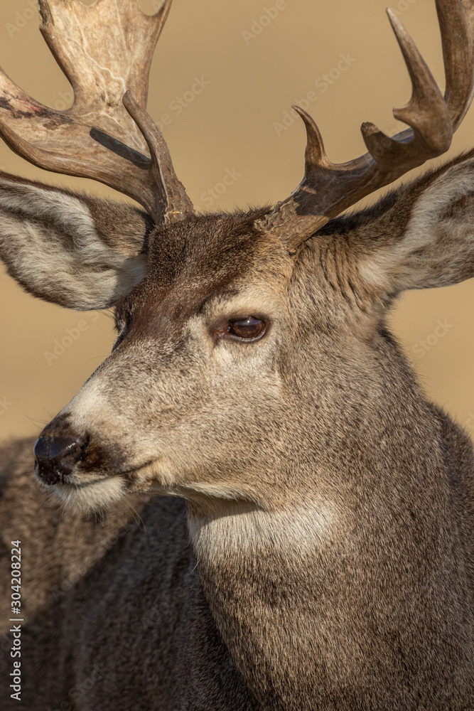 Mule Deer Buck During the Fall Rut Mule Deer Buck During the Fall Rut