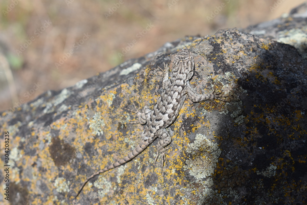 Obraz premium lizard on rock