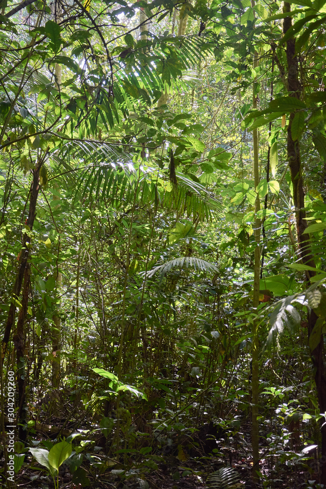 Fototapeta premium Arenal Volcano National Park. Costa Rica
