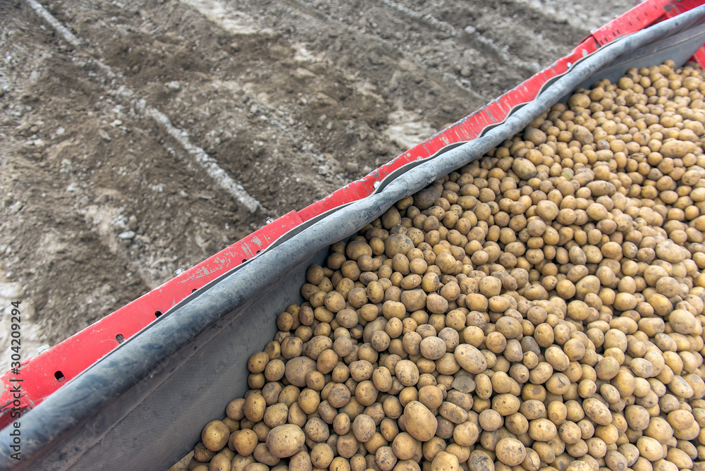 Harvesting potatoes from the fields by farmers Harvesting potatoes from the fields by farmers