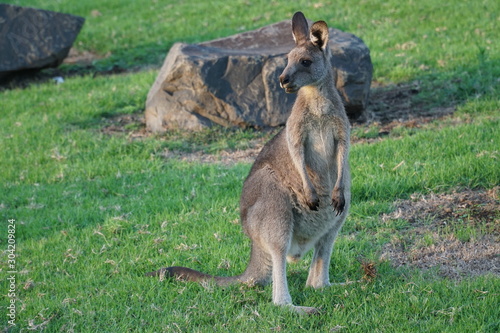 a wallaby standing in the sunrise