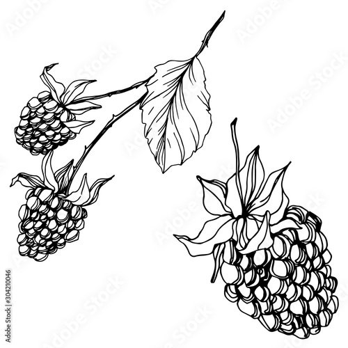 Fototapeta Naklejka Na Ścianę i Meble -  Blackberry healthy food. Black and white engraved ink art. Isolated blackberry illustration element.