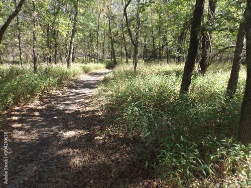 path in forest