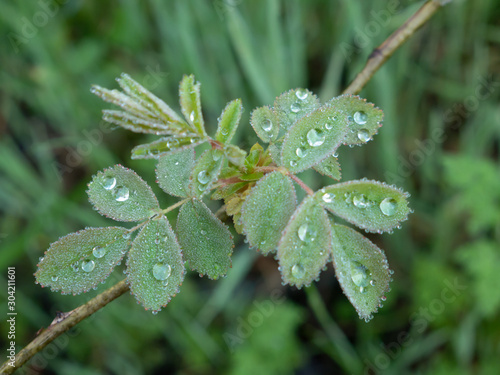 After the rain forest detail 