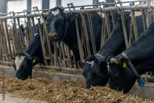 modern cowshed, for the cultivation of dairy breeds of cows