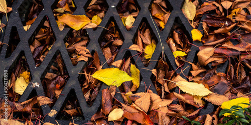 autumn leaves and metal grate
