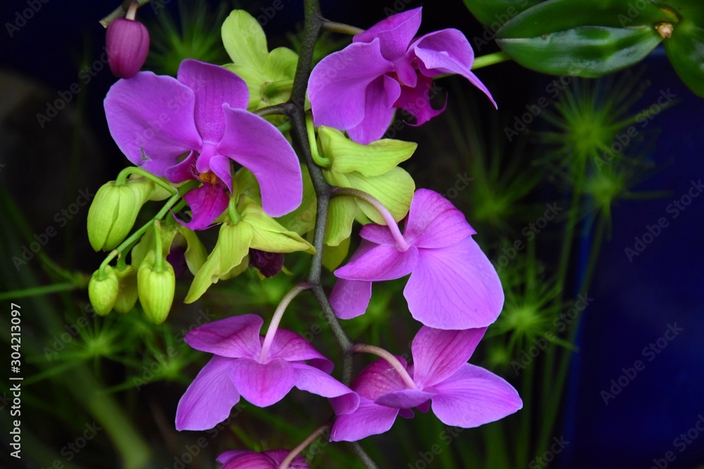 Purple orchid - phalaenopsis