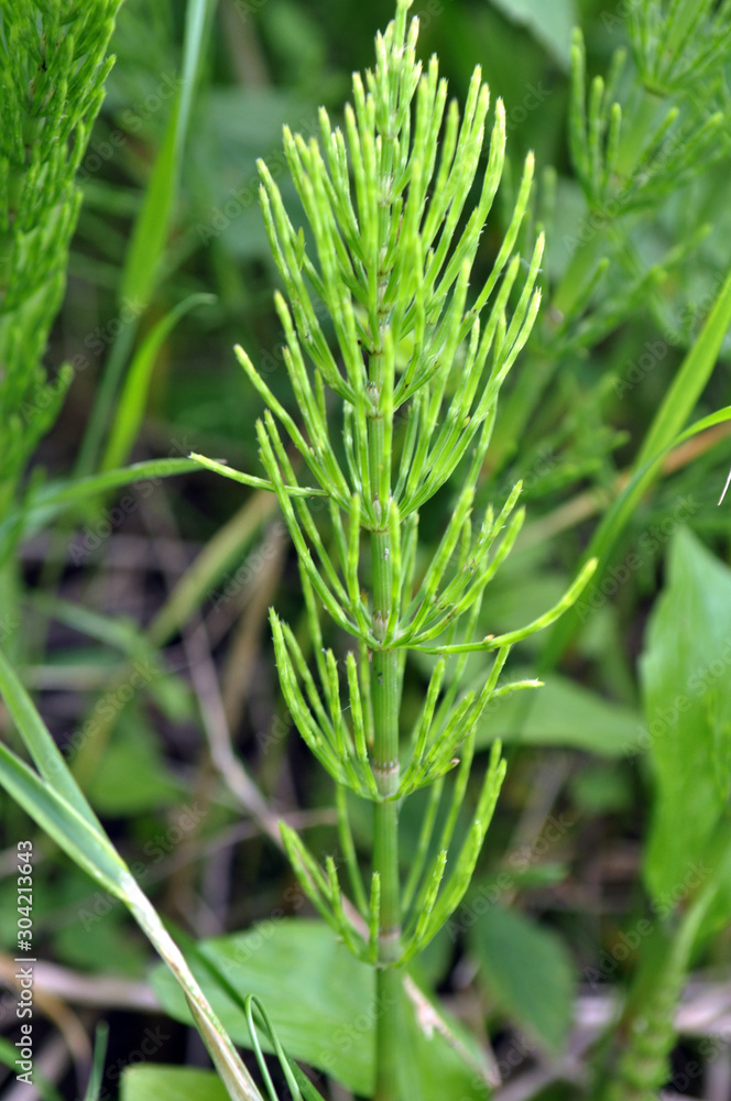 Obraz premium In the meadow among the grasses growing horsetail
