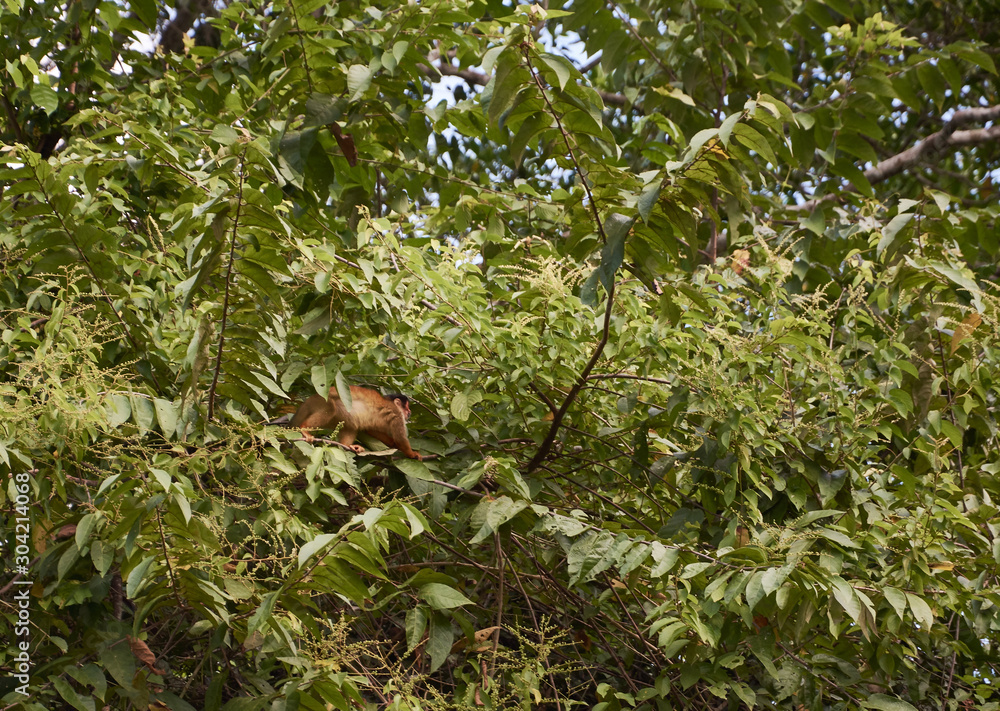 Obraz premium A spider monkey in a tree near the Sirena station in Corcovado National Park, Costa Rica