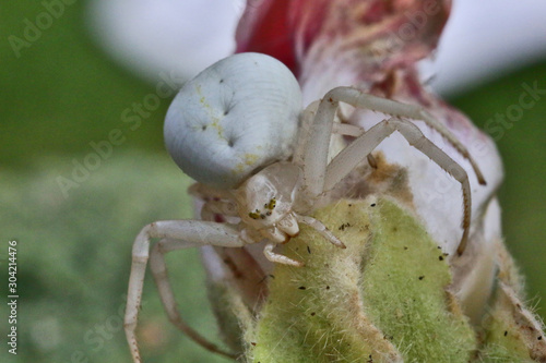 Photography Araignée crabe