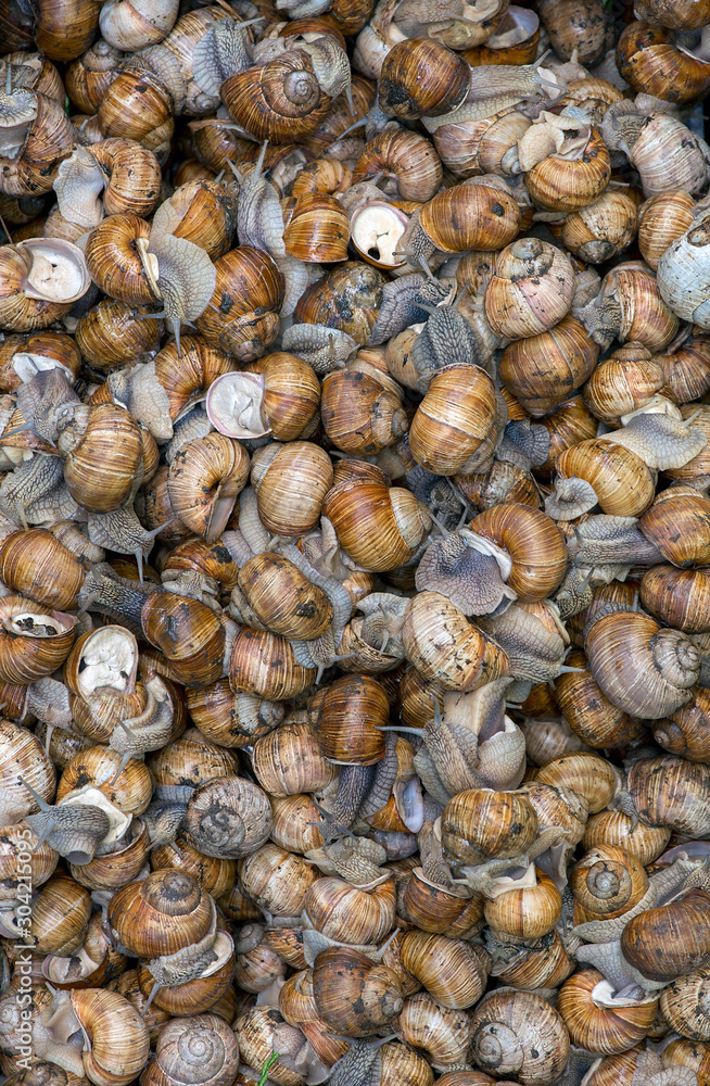 Grape snail, in a natural habitat, a culinary delicacy Grape snail, in a natural habitat, a culinary delicacy