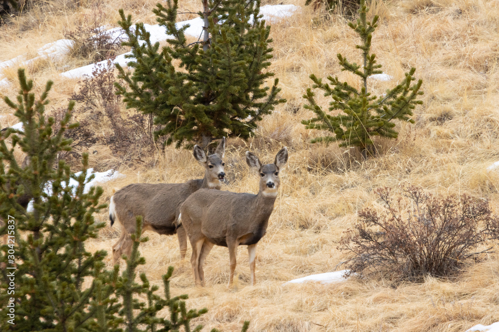 Fototapeta premium Winter Herd