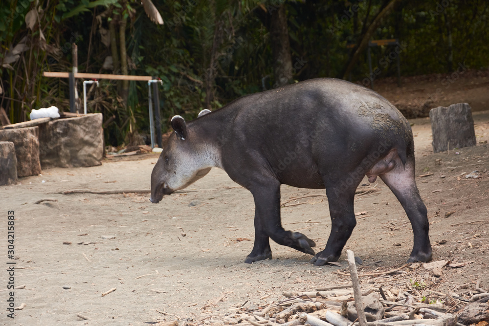 A tapir walks near the Sirena station in Corcovado National Park, Costa Rica A tapir walks near the Sirena station in Corcovado National Park, Costa Rica