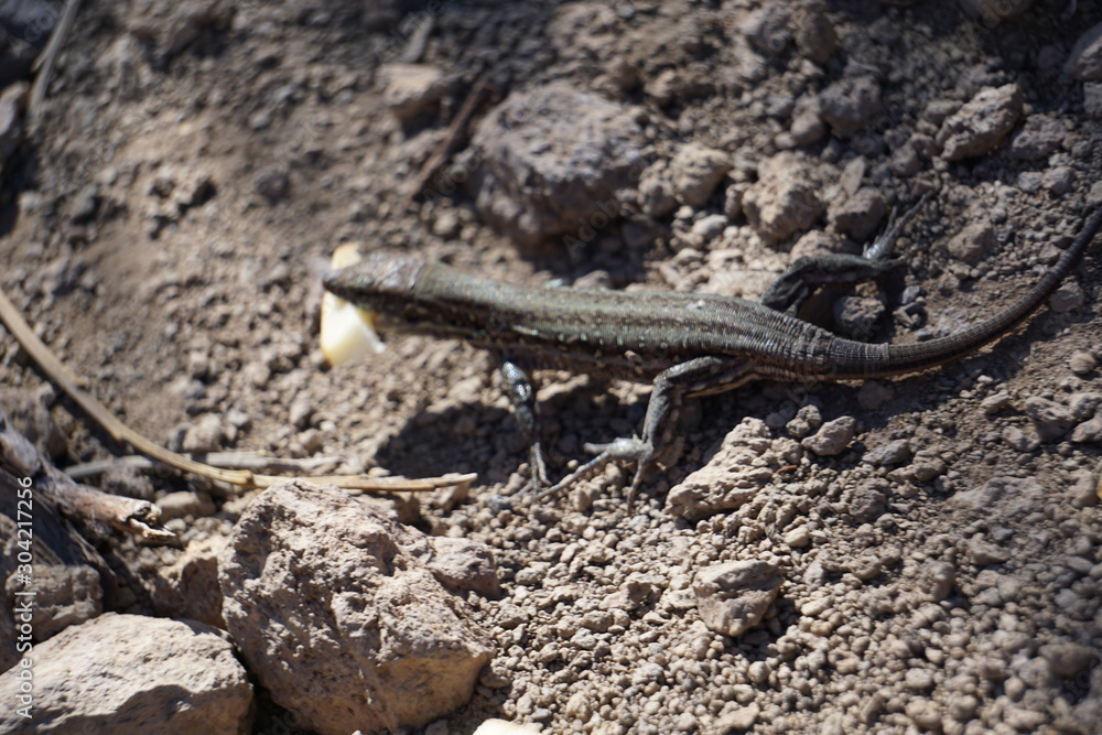 Obraz premium lizard on a rock