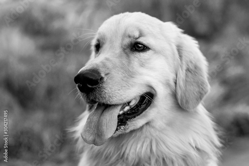 Golden Retriever Portrait  in black and white