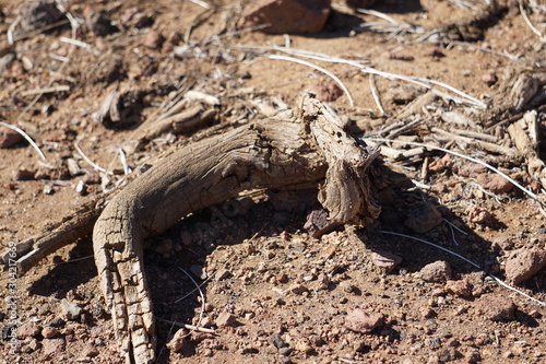 lizard on rock