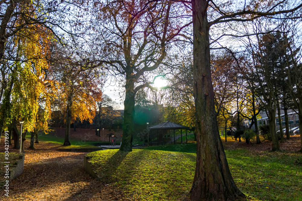 Sun through leafless trees in a park