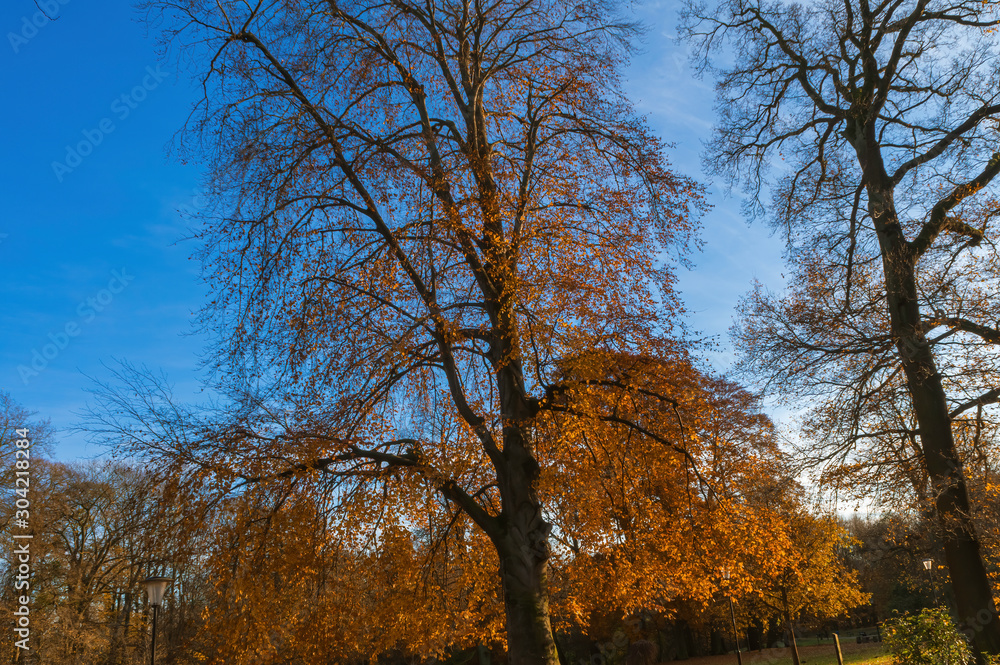 Bright blue sky in autumn and orange tree