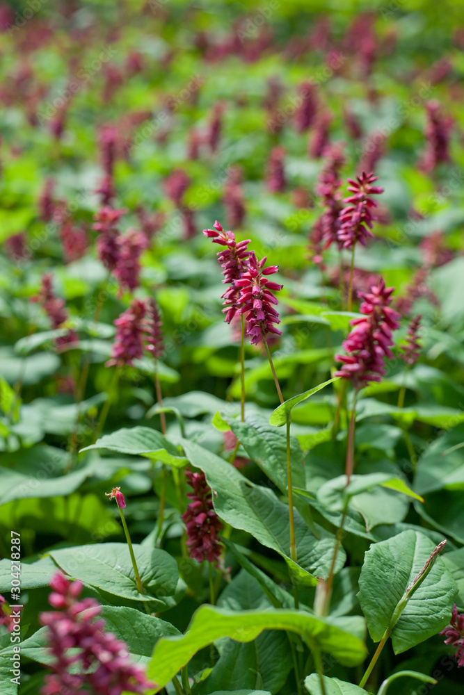 Pink Persicaria flowering plants in the knotweed family, plants are known commonly as knotweeds or smartweeds. Pink Persicaria flowering plants in the knotweed family, plants are known commonly as knotweeds or smartweeds.