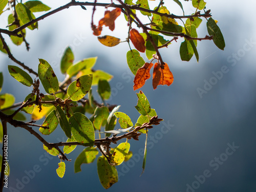 Autumn color leafs close up 