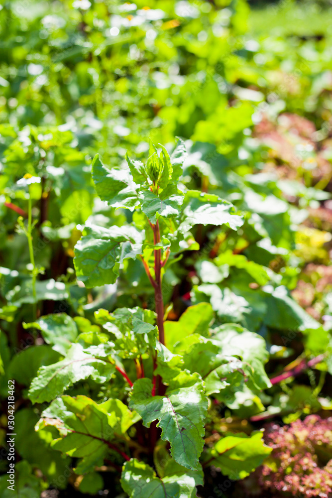 Vegetable garden with fresh produce and healthy medicinal herbs. Vegetable garden with fresh produce and healthy medicinal herbs.