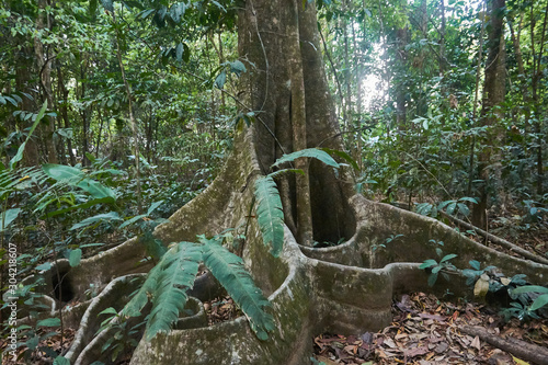 A ficus tree at San Pedrillo station in Corcovado National Park, Costa Rica photo