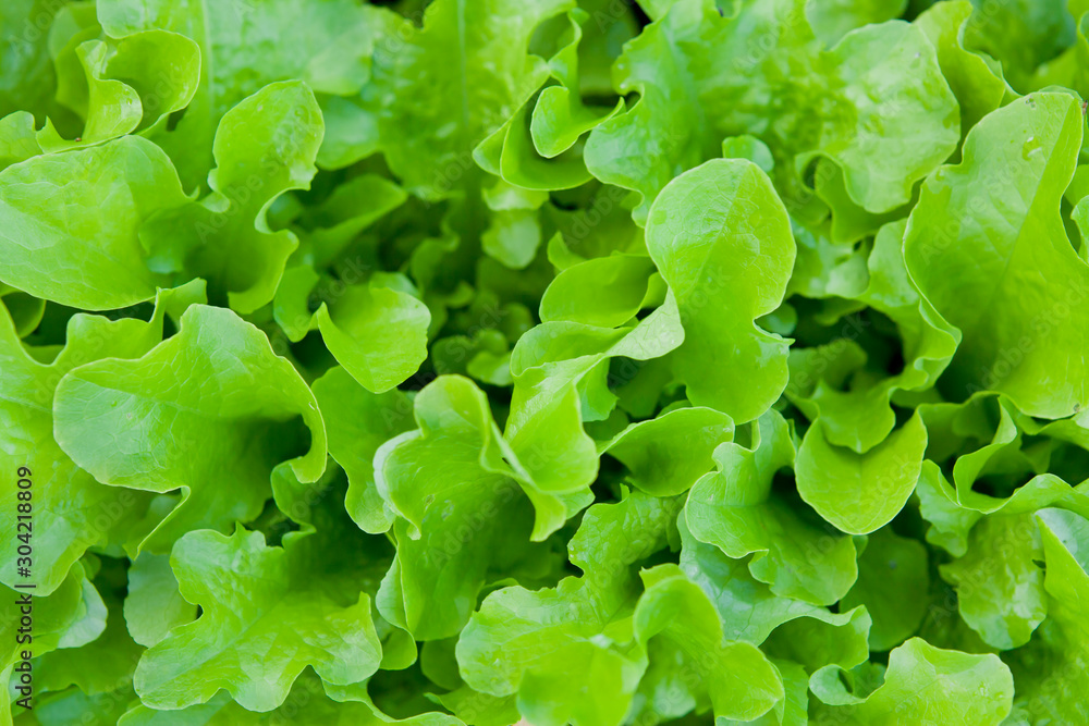 Crispy lettuce in the vegetable garden - green and purple lollo rosa varieties. Crispy lettuce in the vegetable garden - green and purple lollo rosa varieties.