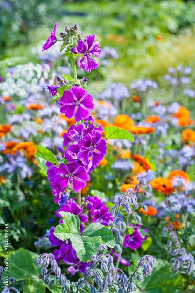 Fototapeta premium Colorful British countryside garden with sweet cicilt, English marigold, mallow and many other flowers.