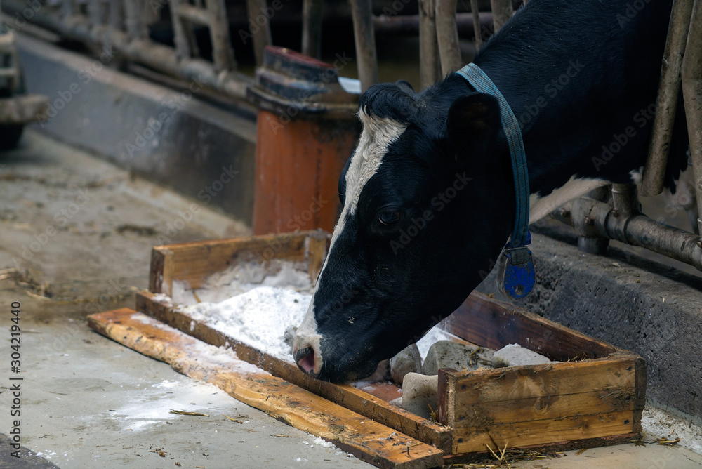 modern cowshed, for the cultivation of dairy breeds of cows modern cowshed, for the cultivation of dairy breeds of cows