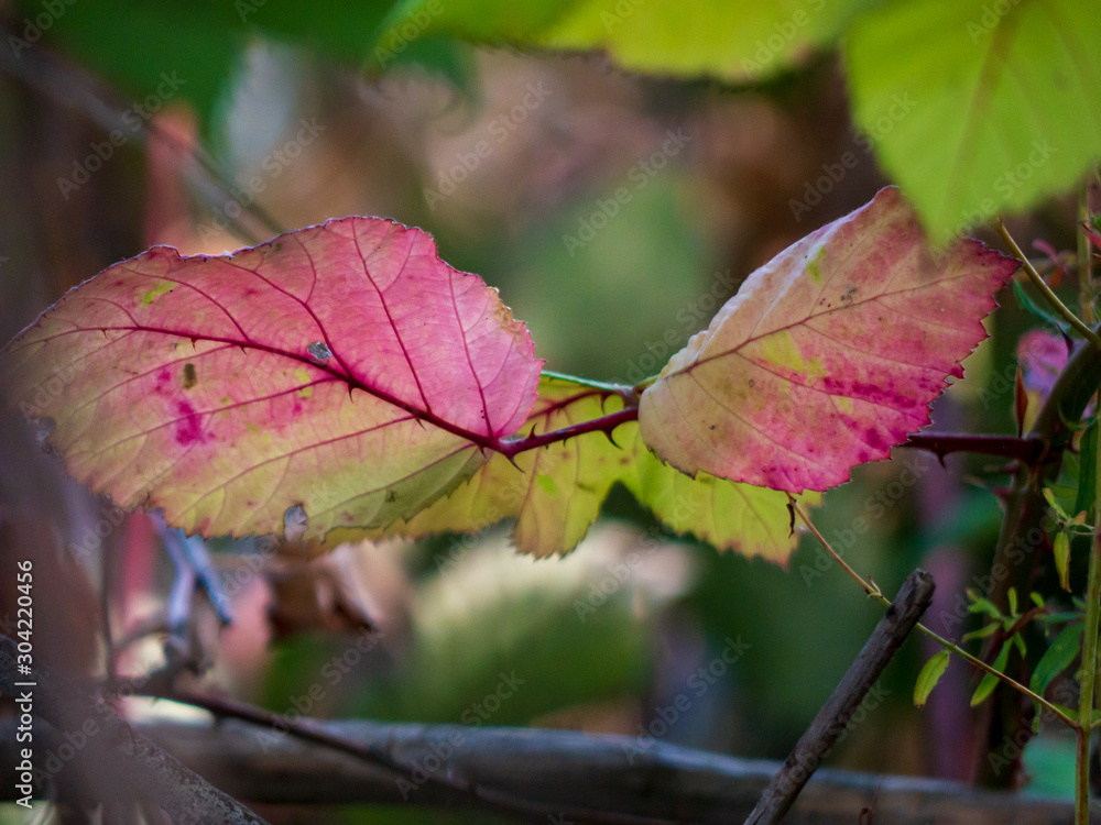 autumn leaves autumn leaves