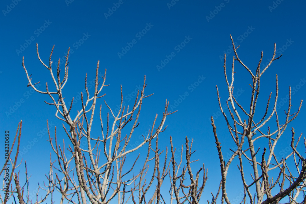 several dry branches tree sky background several dry branches tree sky background