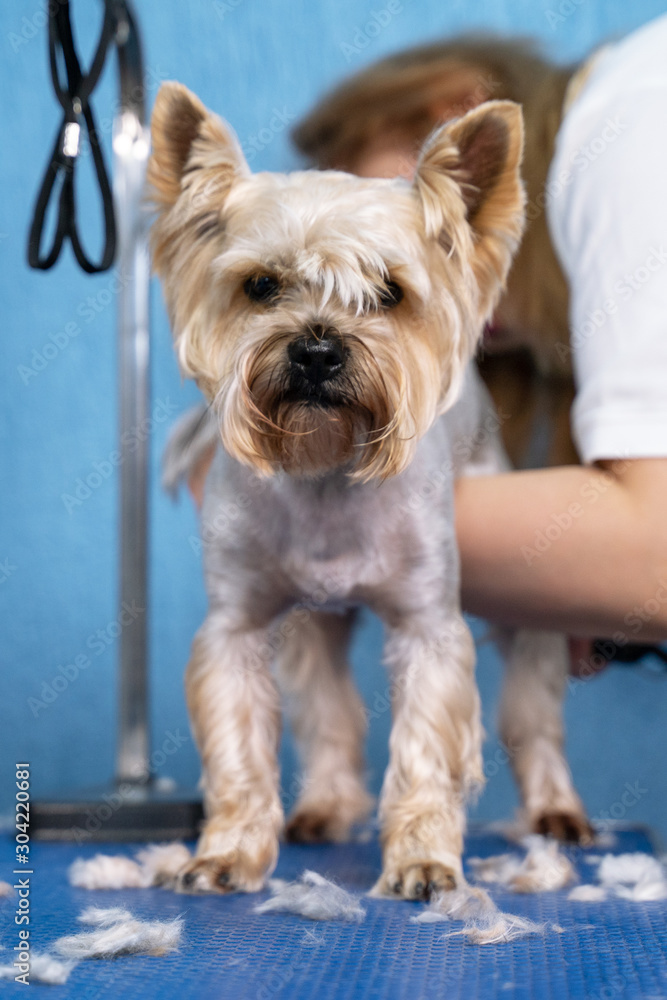 happy dog Yorkshire terrier while haircut stands on grooming table in salon. groomer cuts fur the dog with a mechanical trimer in grooming salon. happy dog Yorkshire terrier while haircut stands on grooming table in salon. groomer cuts fur the dog with a mechanical trimer in grooming salon.