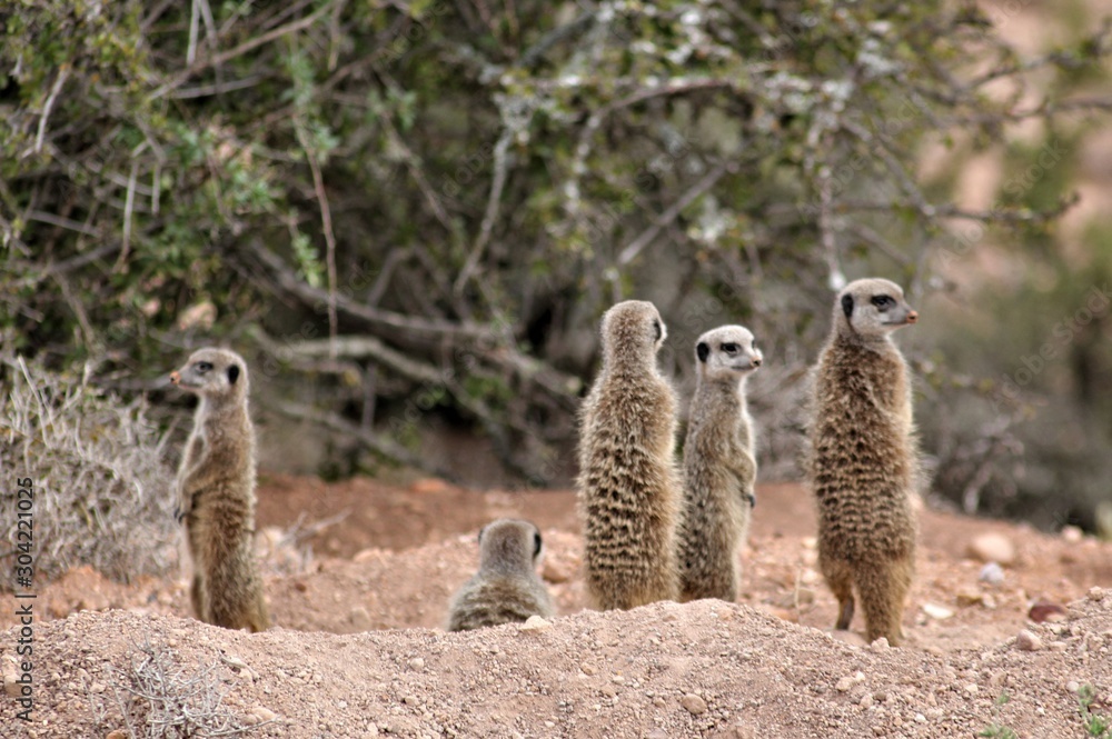 Fototapeta premium Erdmännchen in freier Wildbahn, Südafrika