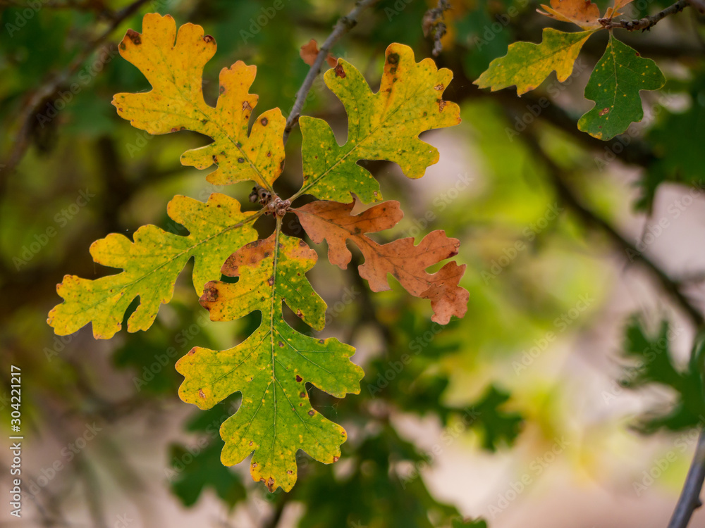 Valley oak leaves in fall close up Valley oak leaves in fall close up