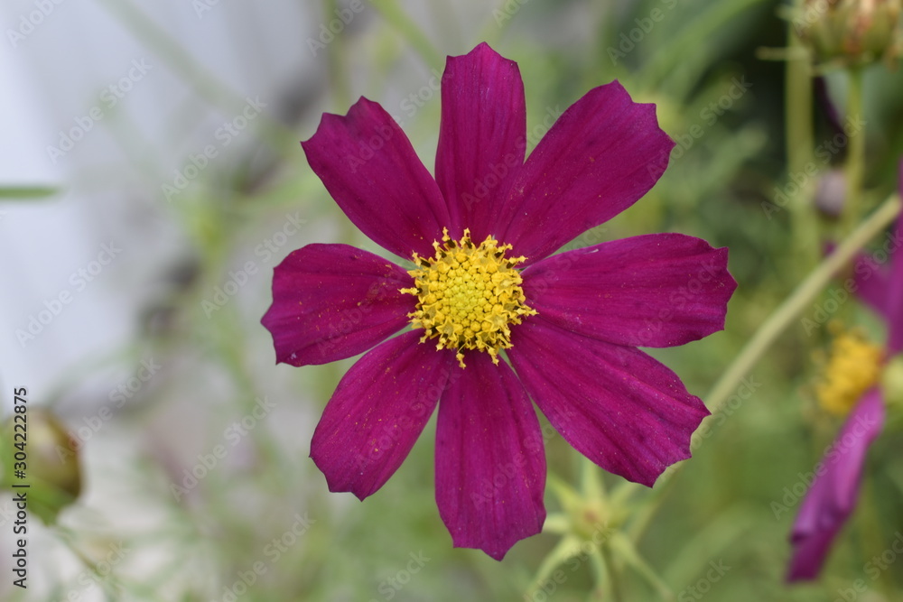 Fototapeta premium Beautiful flower with yellow center inside